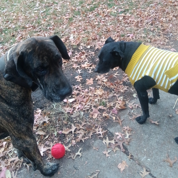 Meet your Posher, Barbara - Picture 1 of 1